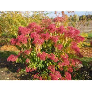 Heptakodium jasmínovité (Heptacodium miconioides) - výška 110-140 cm, kont. C10L